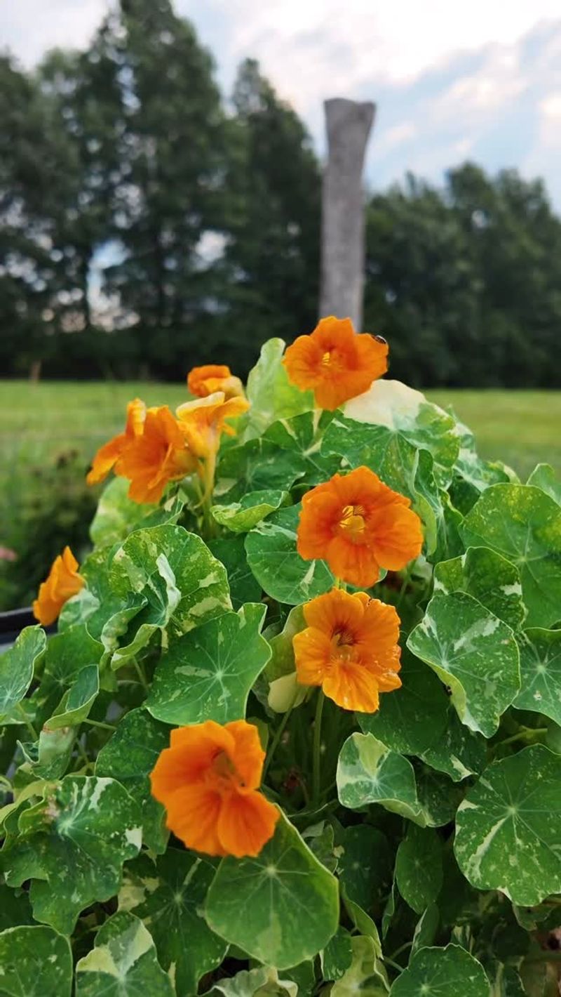 Nasturtiums: Edible Conversation Starters
