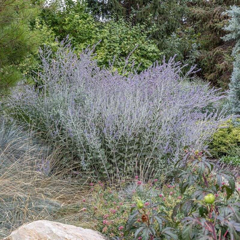Russian Sage (Perovskia)