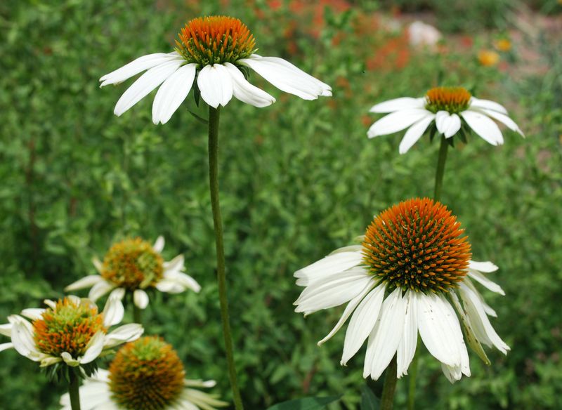 Coneflowers: Drought-Tough Prairie Beauties