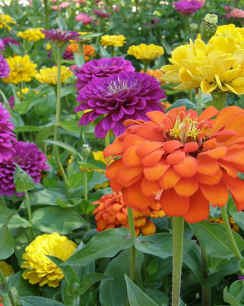 Zinnias: Colorful Sun Worshippers