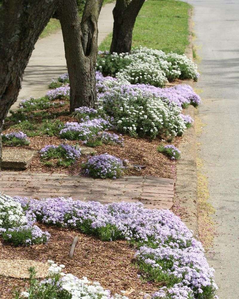 Creeping Phlox