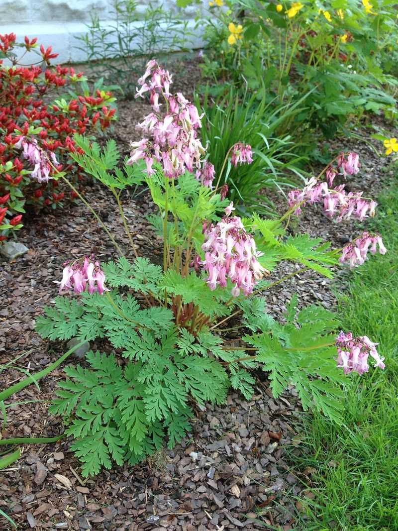Fringed Bleeding Heart
