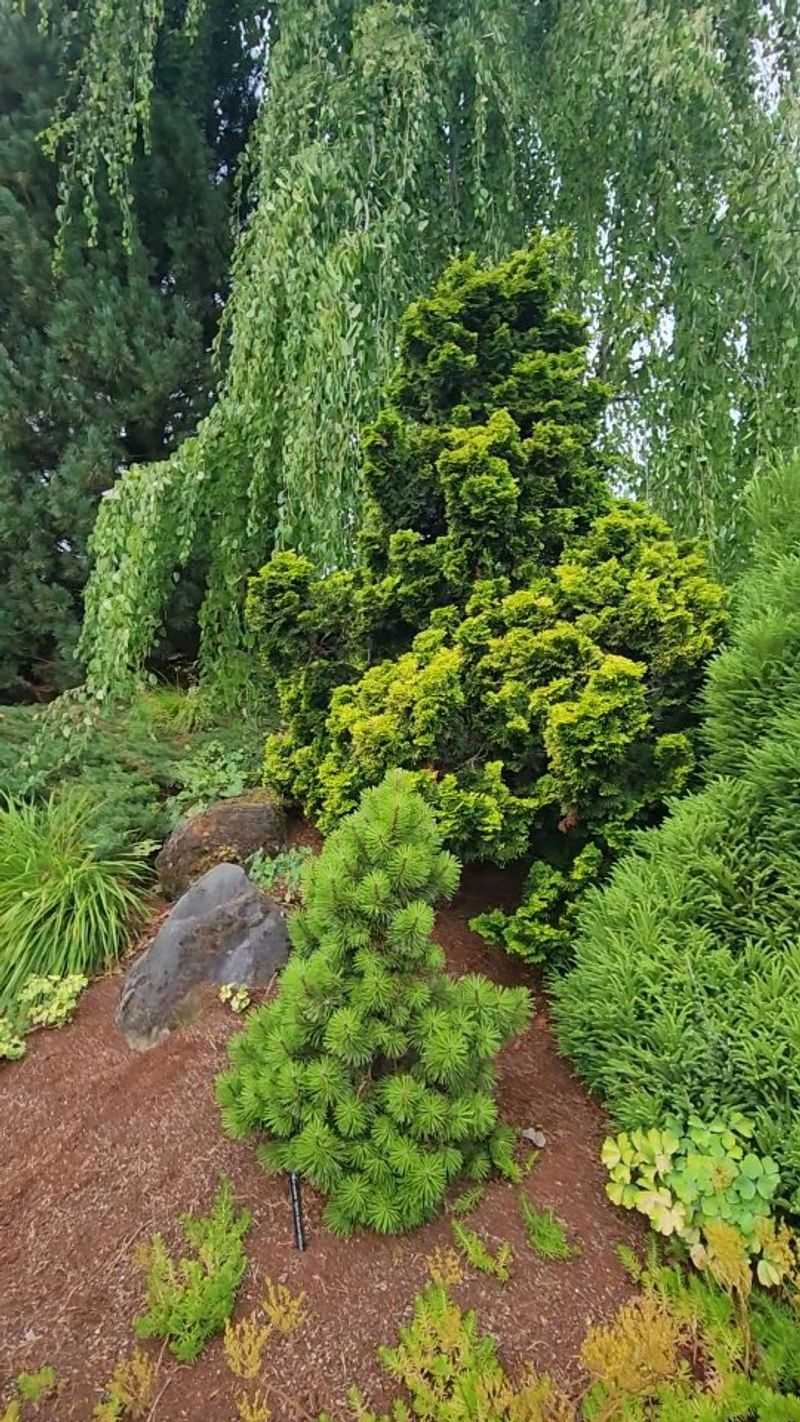 Hinoki Cypress