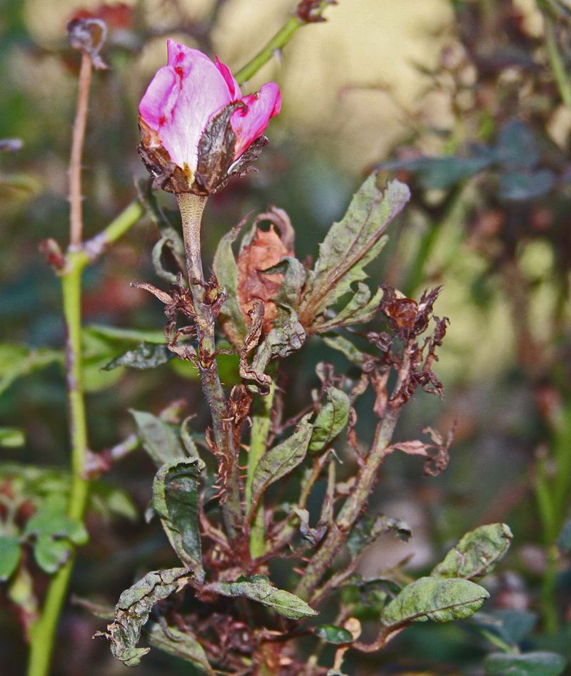 Stunted Growth