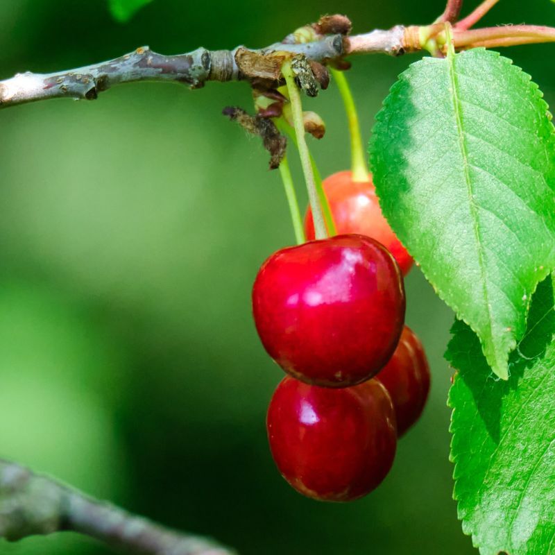 North Star Cherry