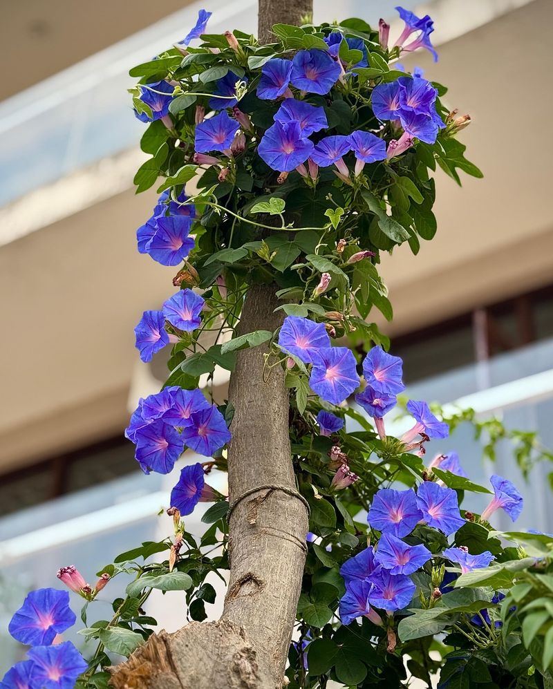 Morning Glory