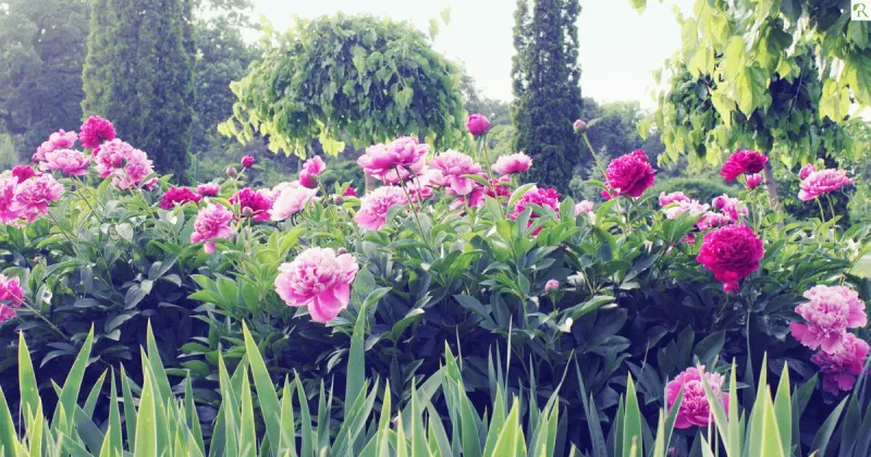 Peonies and Aggressive Growers