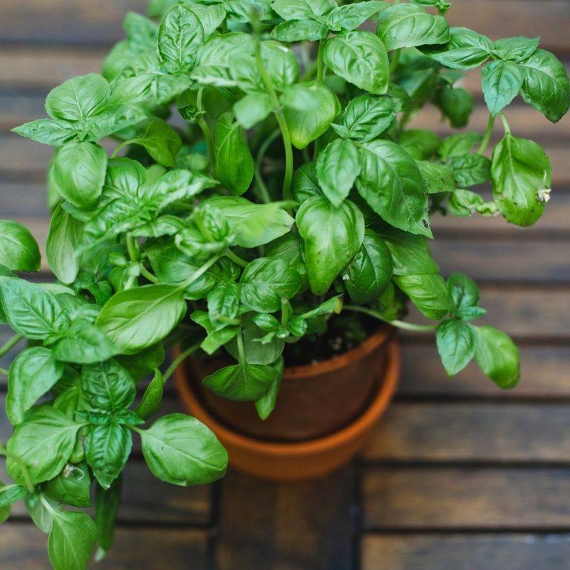 Basil
