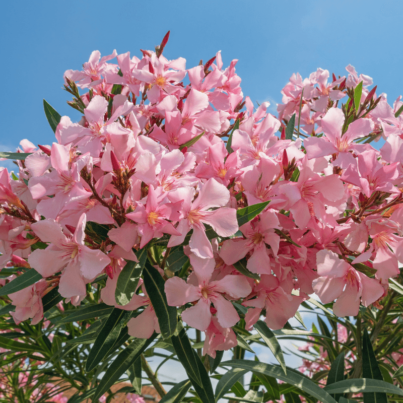 Oleander: Mediterranean Heat Champion