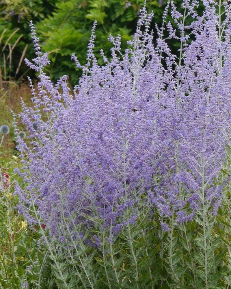 Russian Sage: Silver Cloud of Color