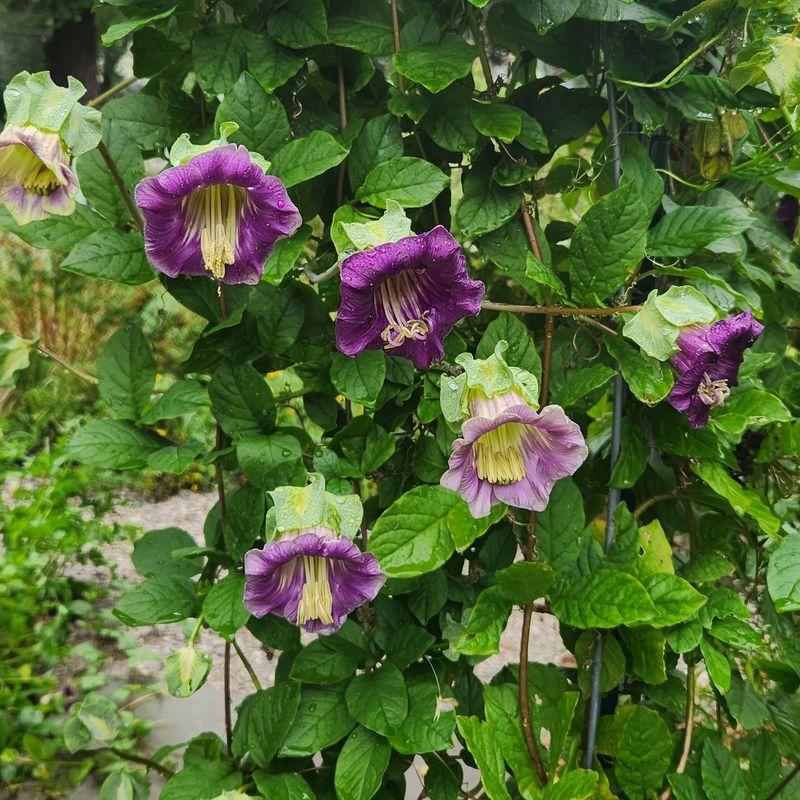 Cup and Saucer Vine