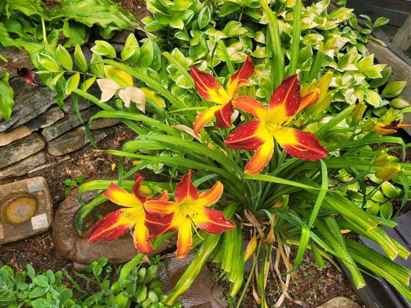 Daylily