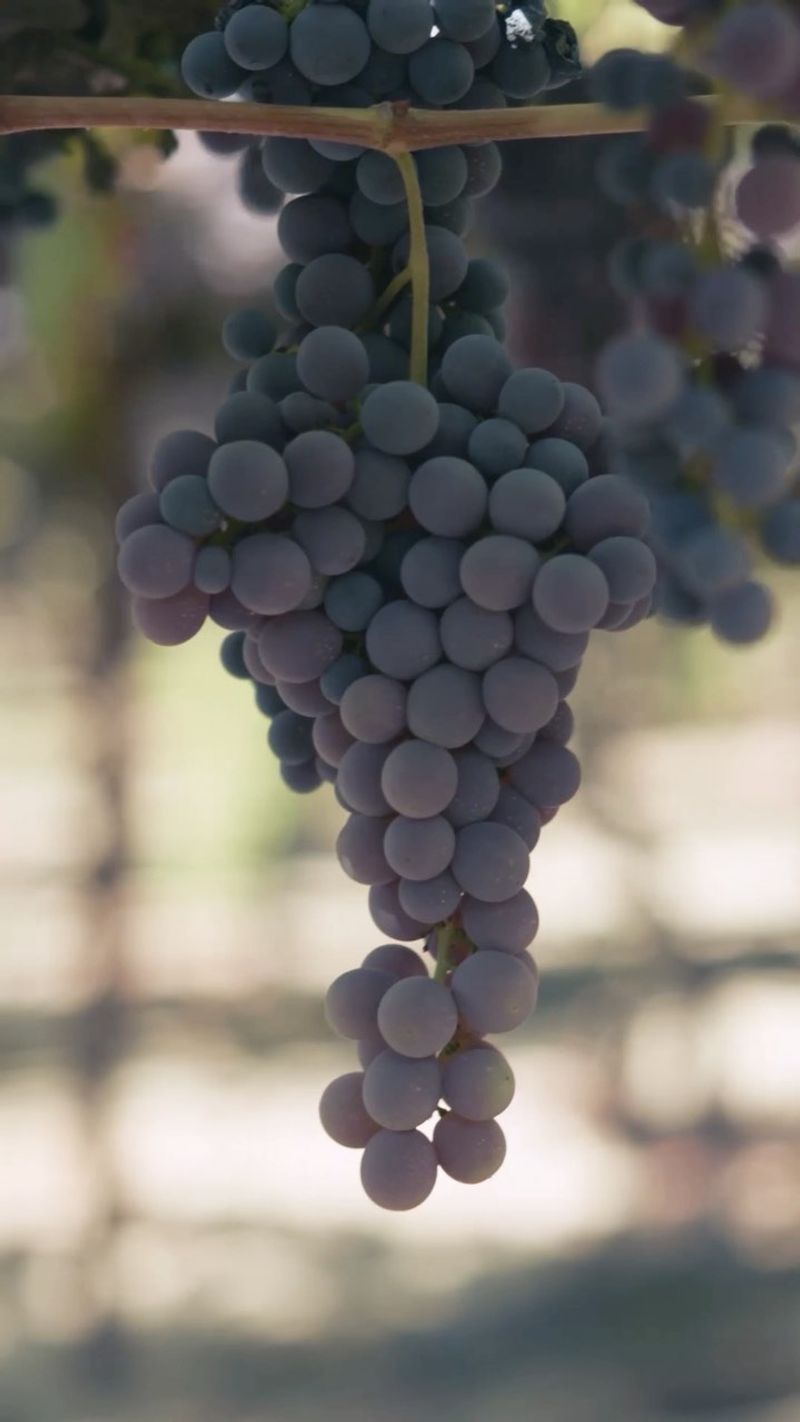 Grapes