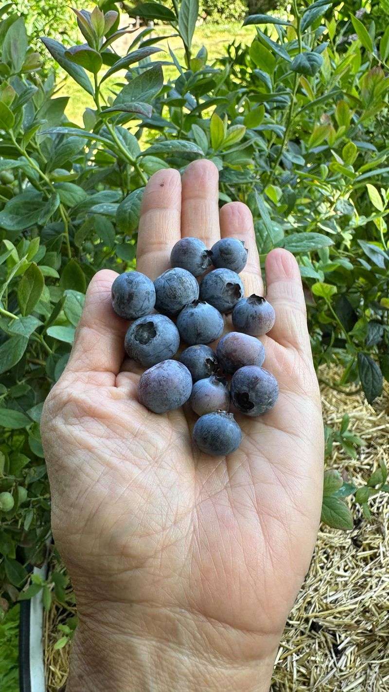 Blueberries: The Acid-Loving Superstars