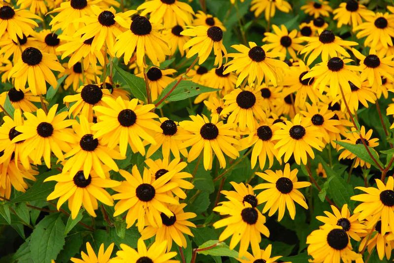 Black-Eyed Susan