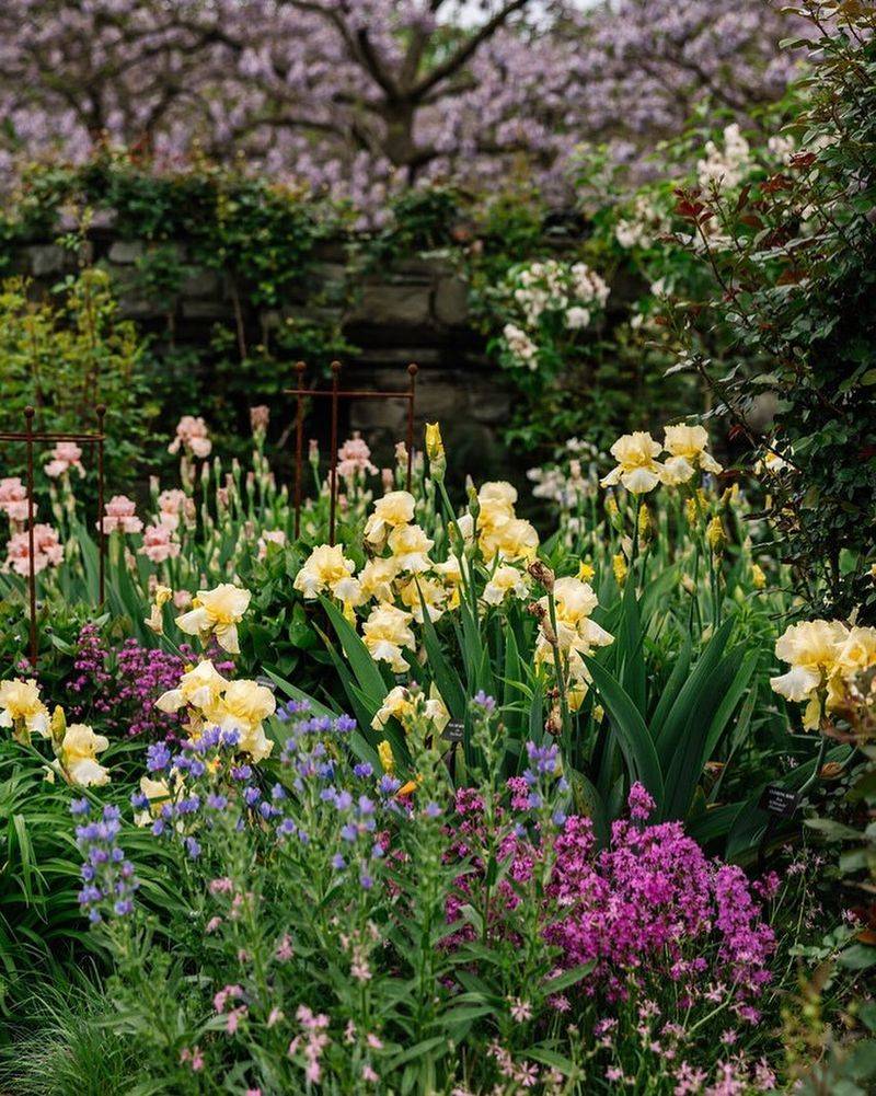 Bearded Iris's Light Fixation