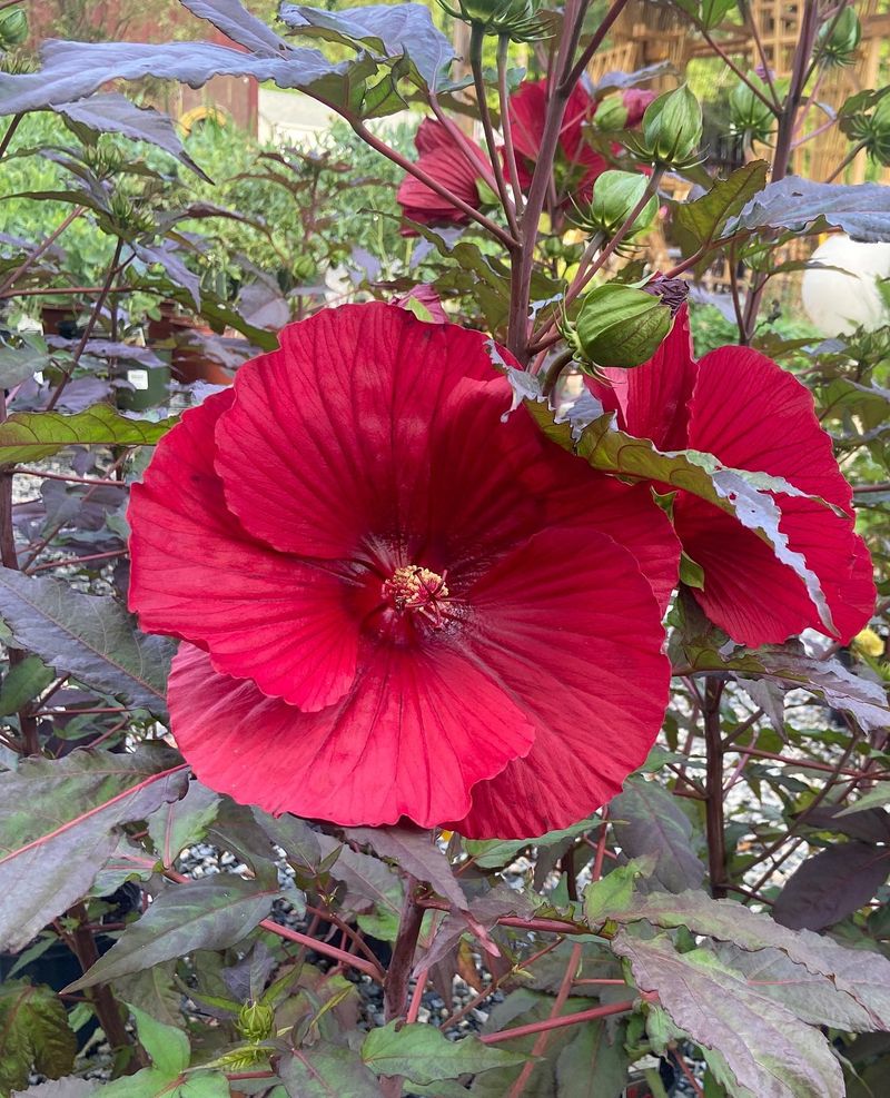 Perennial Hibiscus (Hardy Hibiscus)