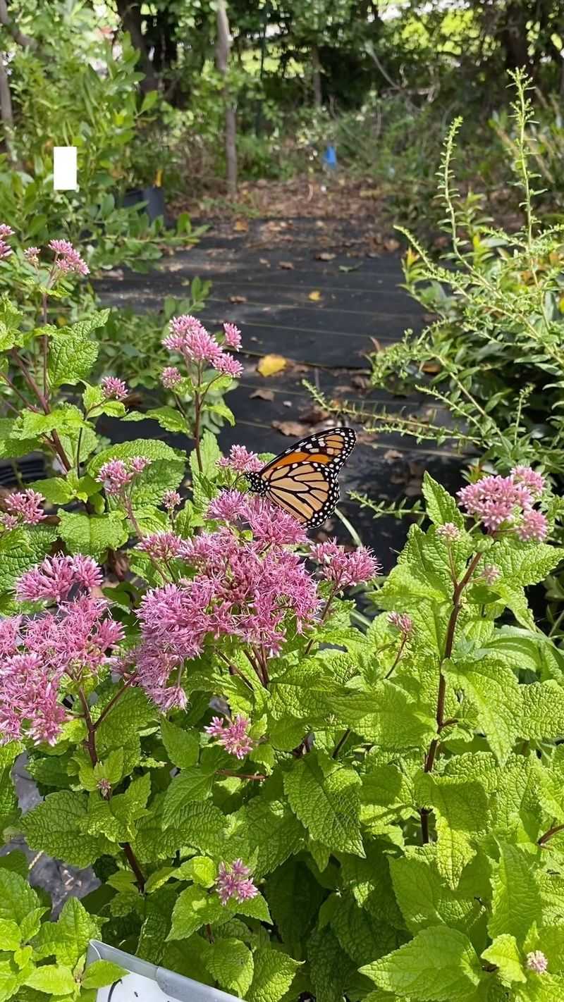 Joe-Pye Weed