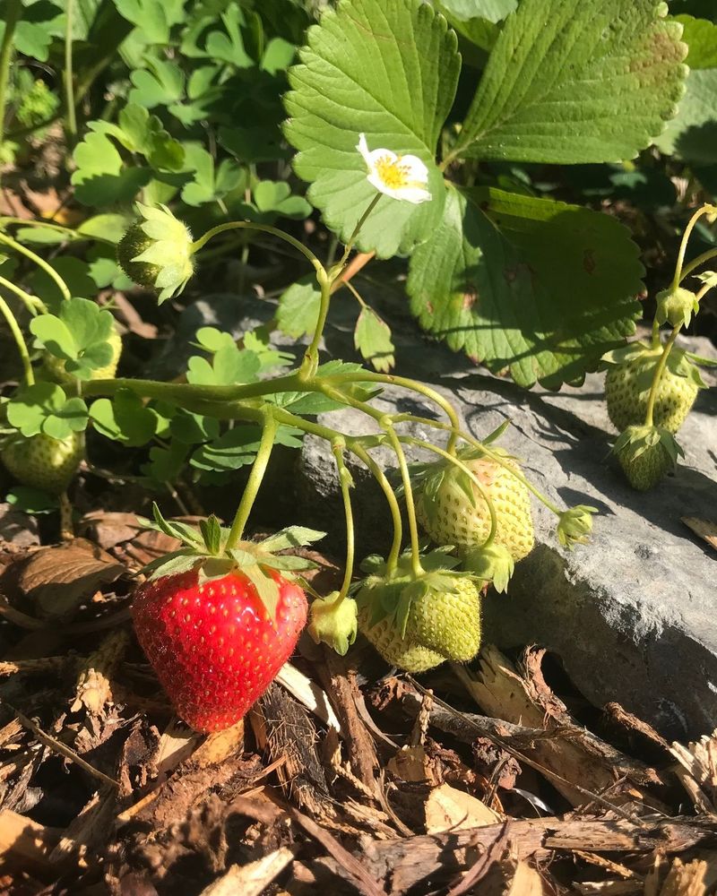 Wild Strawberry