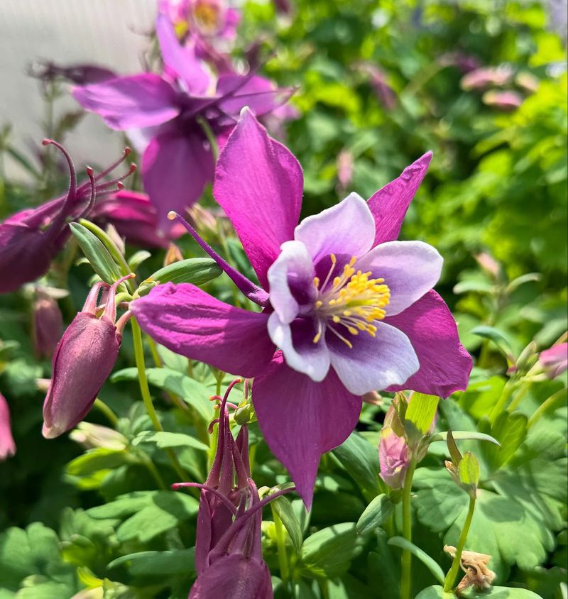 Columbine