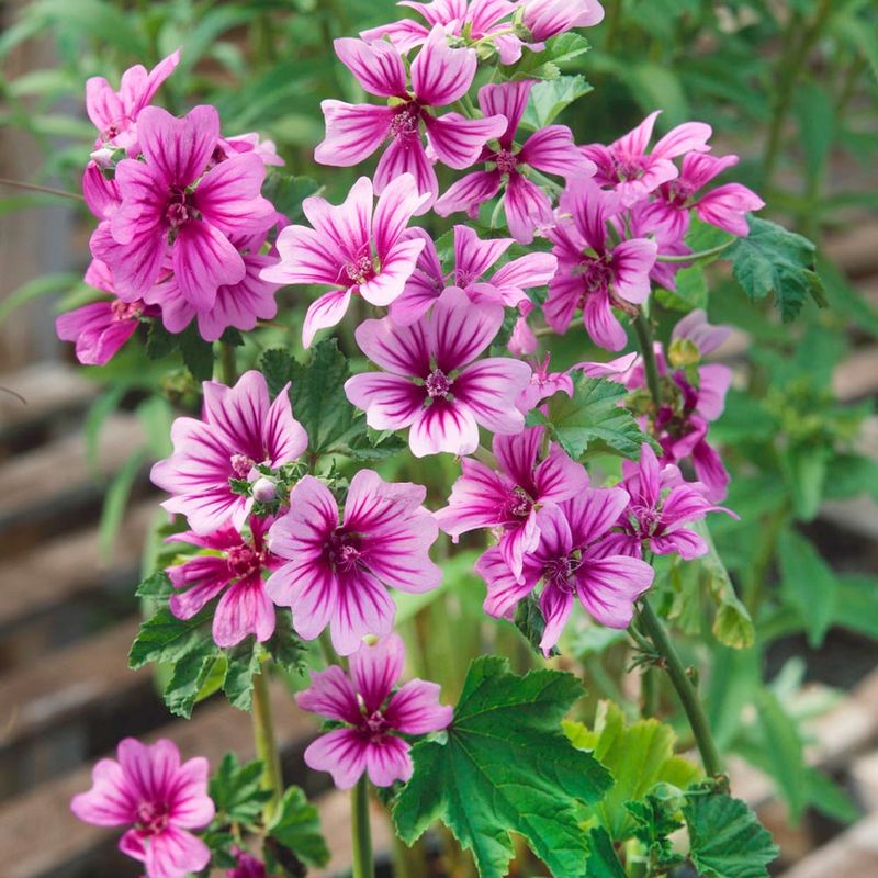 Malva Sylvestris (French Hollyhock)
