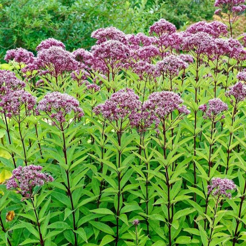 Joe-Pye Weed