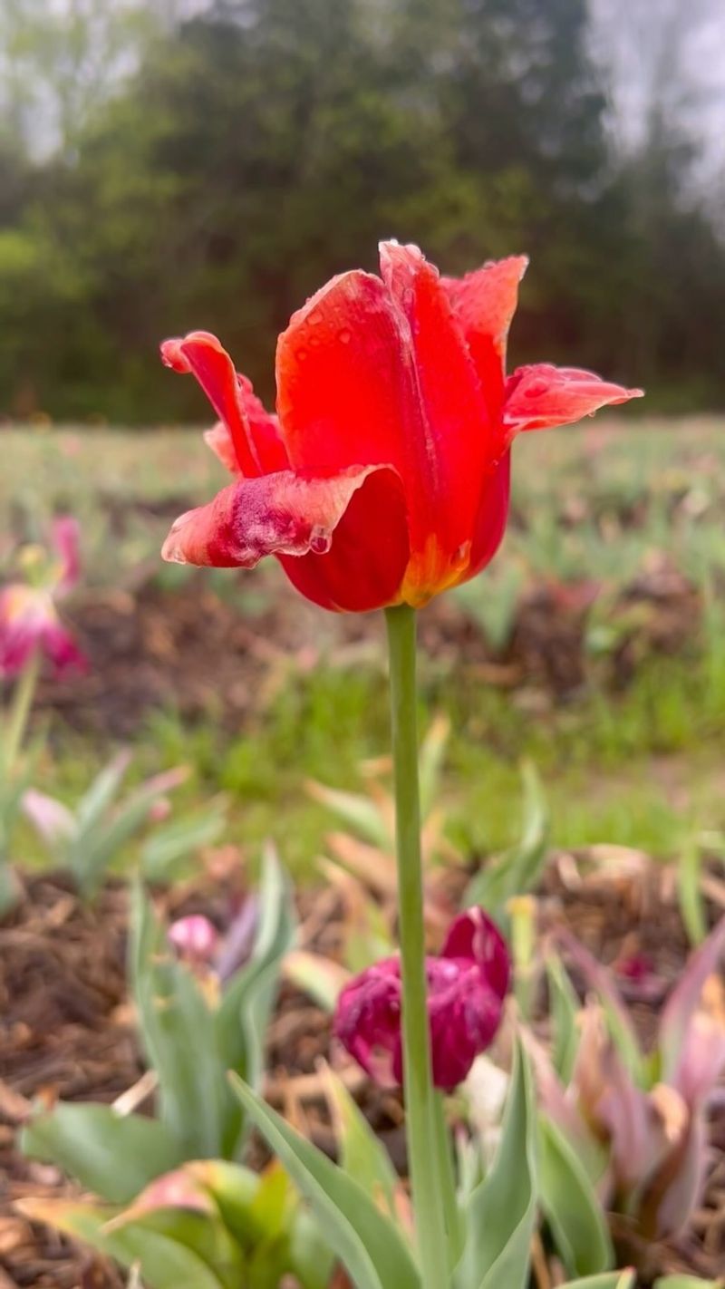 Tulips Fade After Their Spring Show
