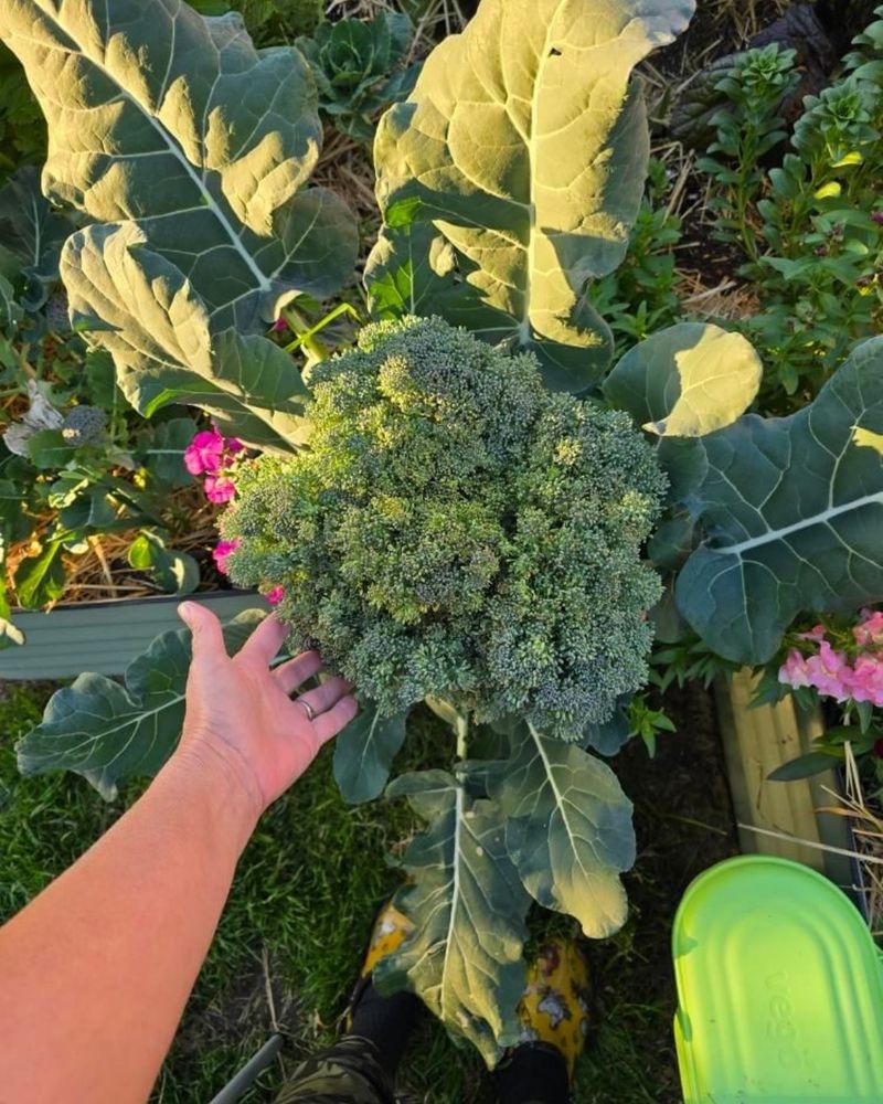 Broccoli