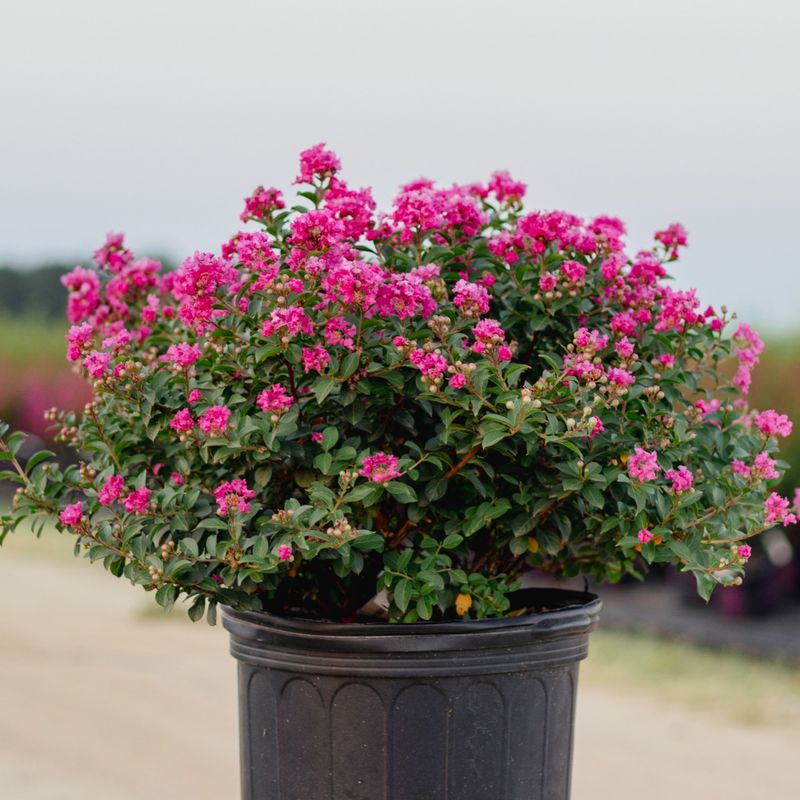 Dwarf Crape Myrtle