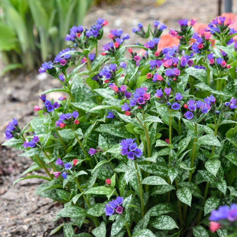 Lungwort (Pulmonaria)