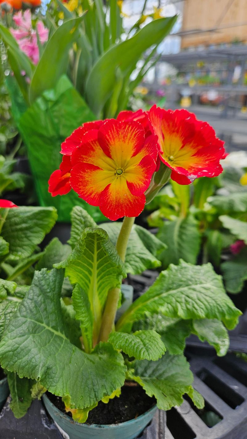 Primrose