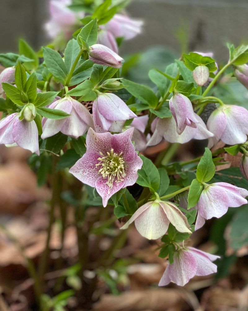 Hellebores