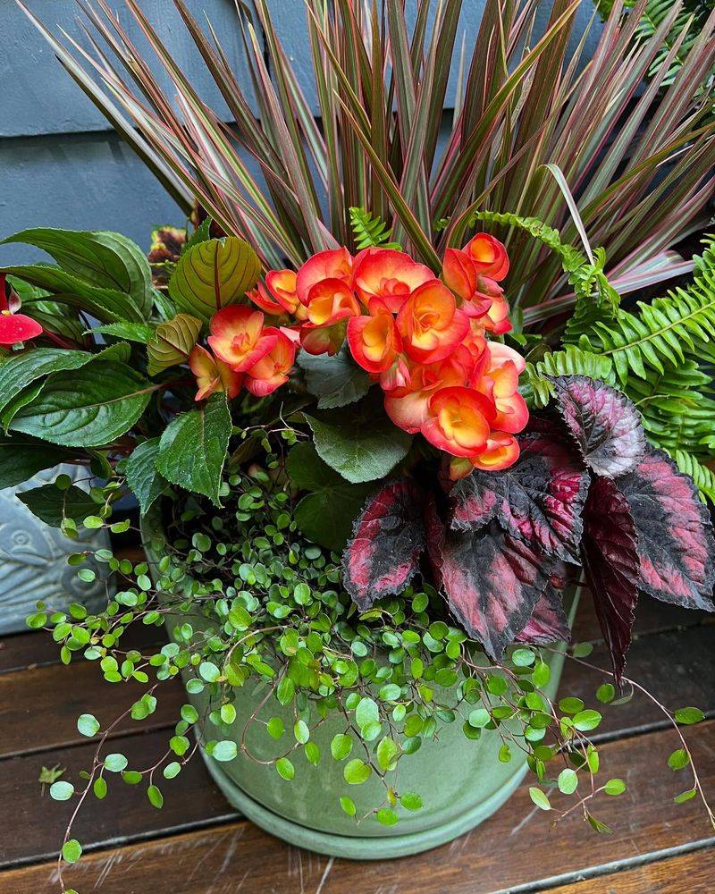 Begonias
