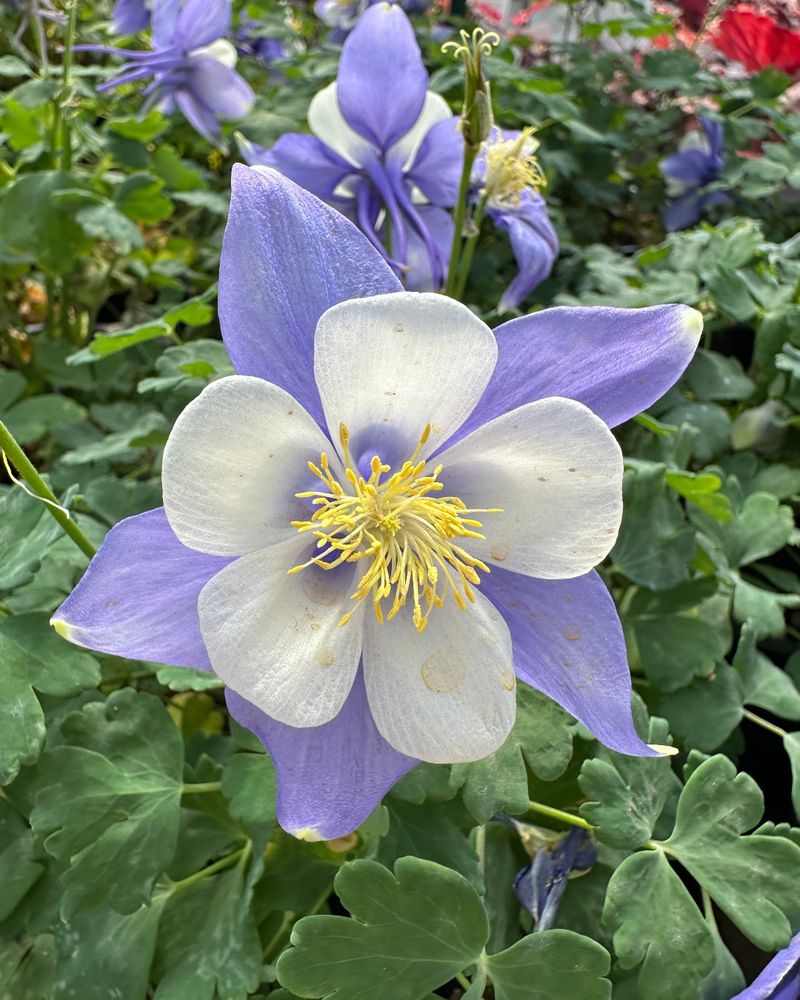 Columbine (Aquilegia)
