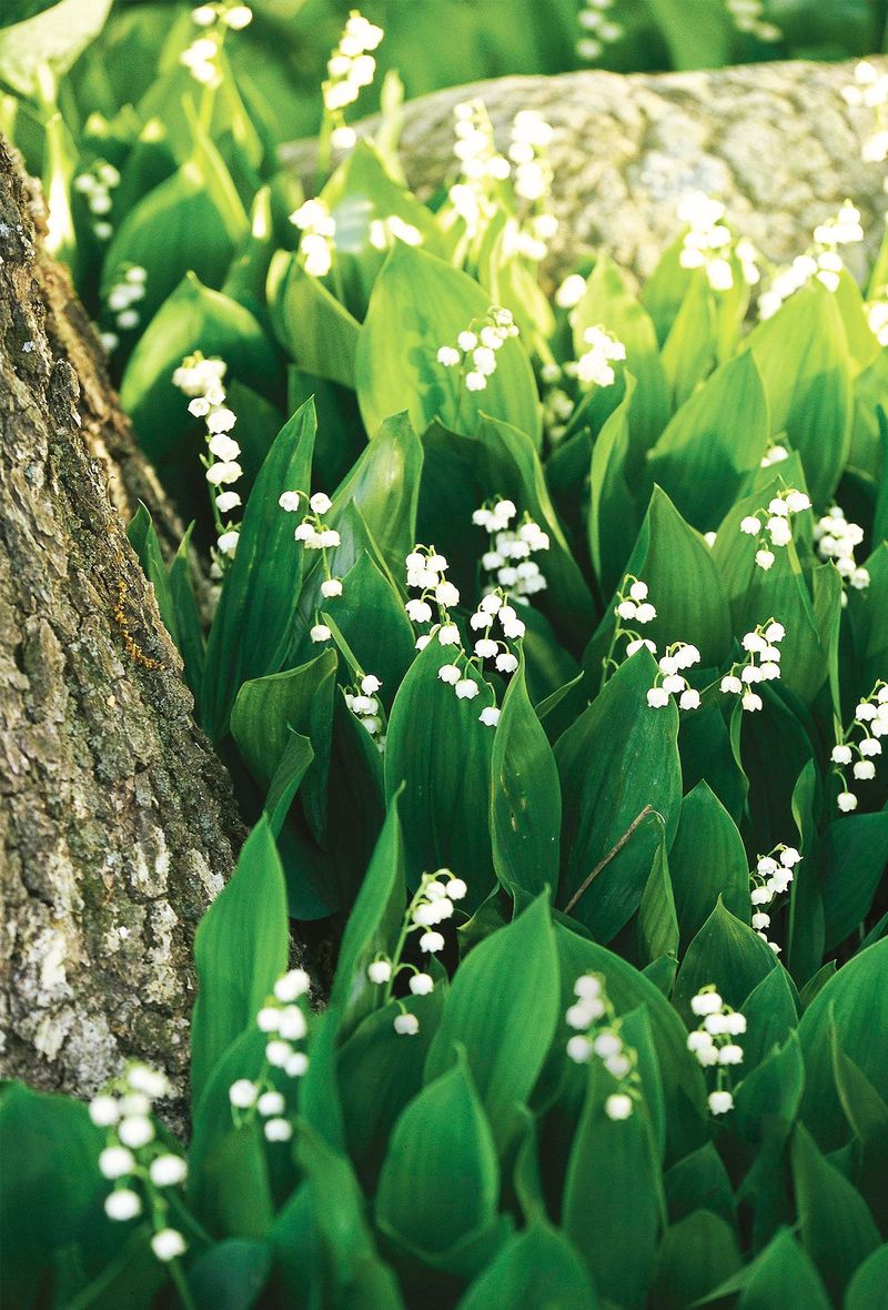 Lily Of The Valley's Struggle Against Thirsty Trees