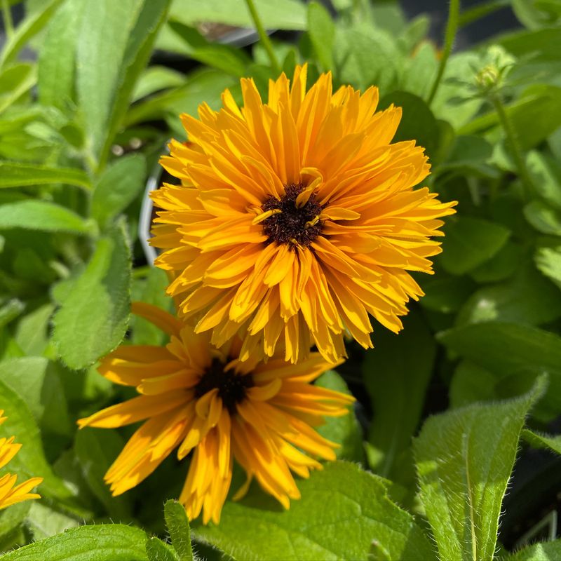 Black-eyed Susan: Sunshine in a Pot
