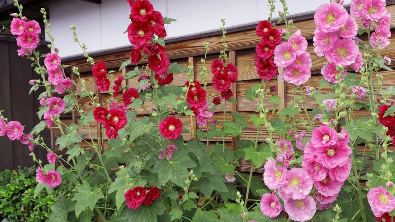 Hollyhock: The Disease Magnet