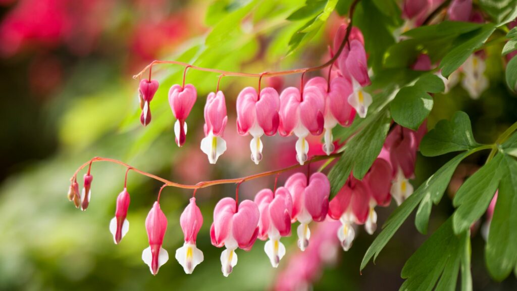 Bleeding Heart