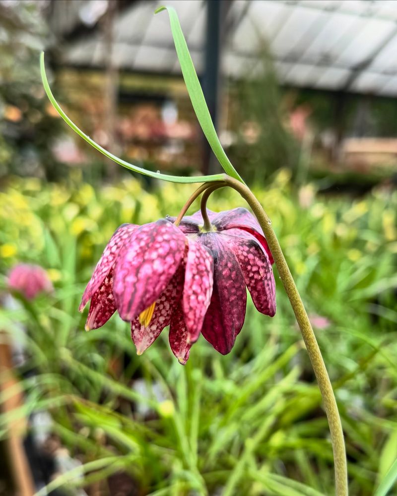 Fritillaria