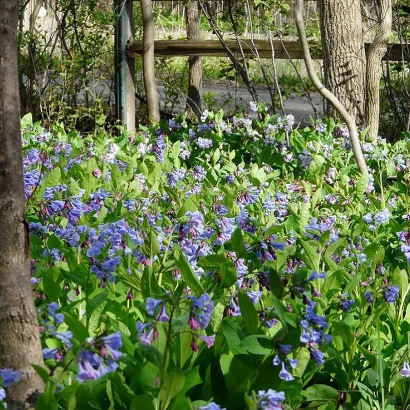 Virginia Bluebells