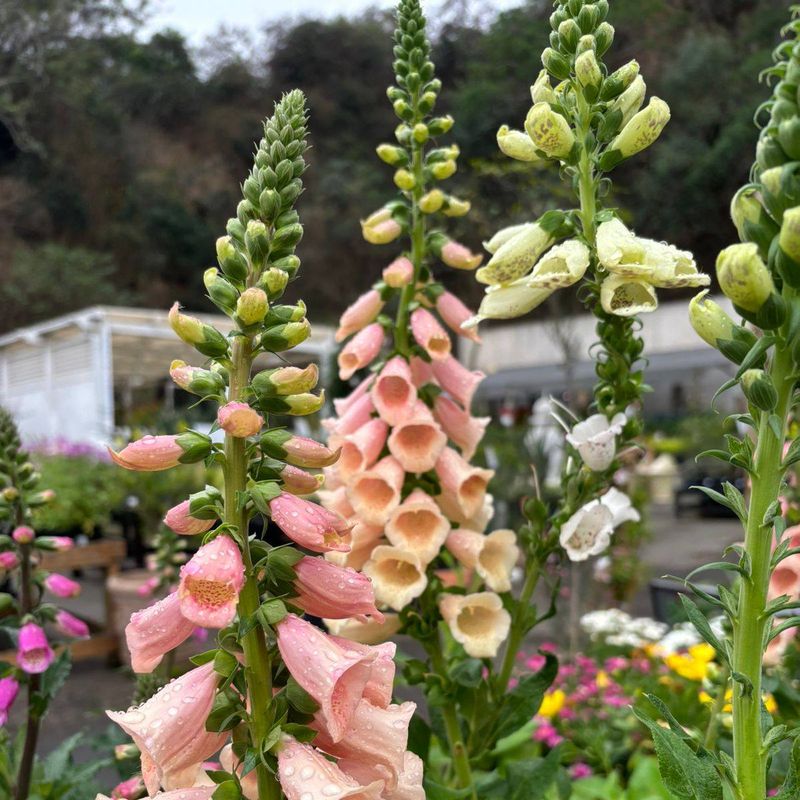 Foxgloves