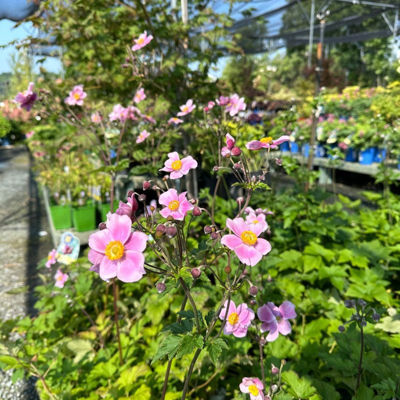 Japanese Anemones Bloom Into Fall