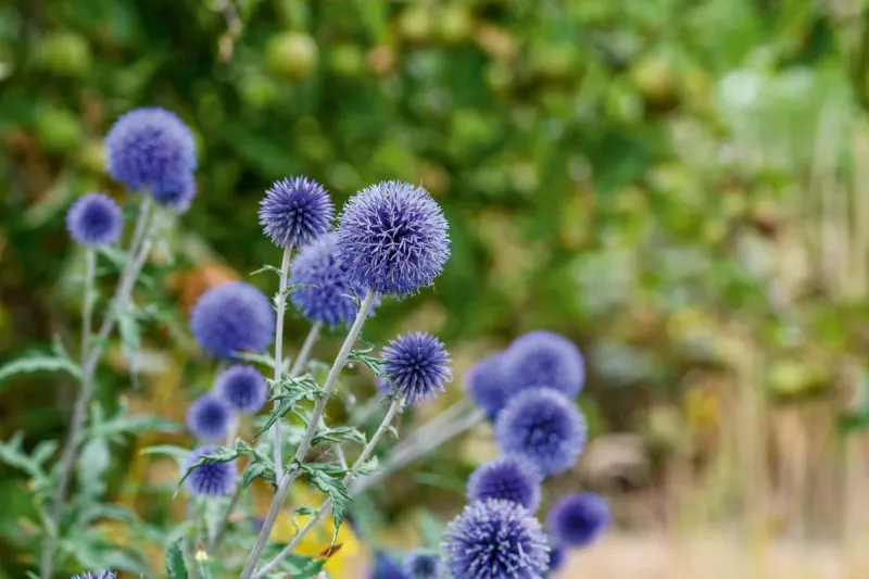 Globe Thistle's Root Rebellion