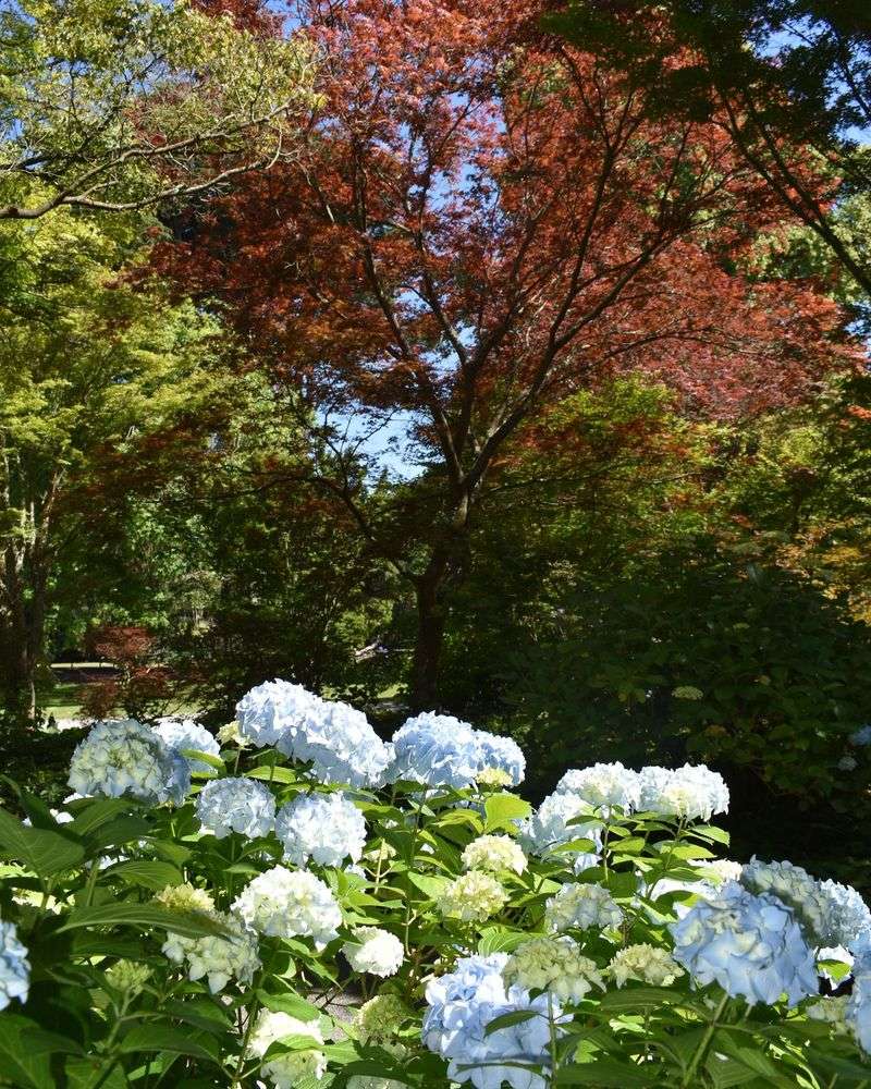 Japanese Maples Deliver Dappled Shade