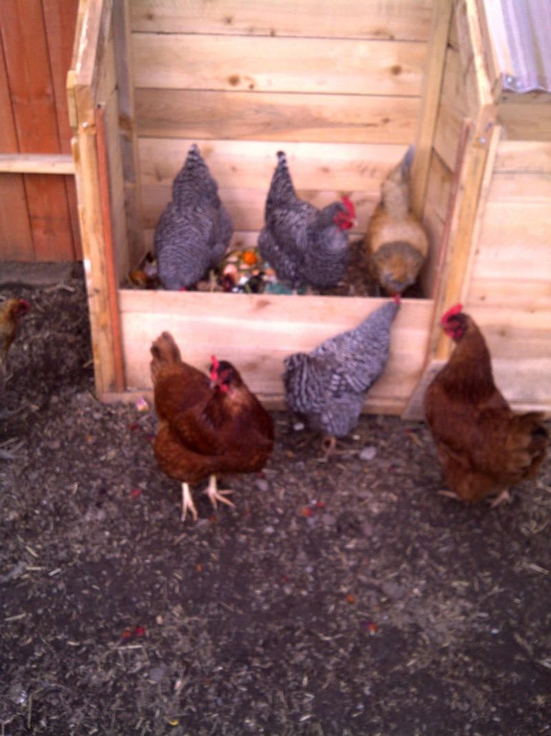 Chicken Composting