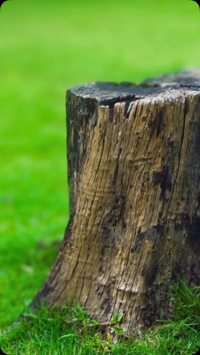 Damages tree bark