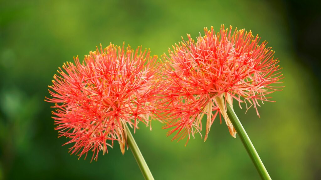 Blood Lily