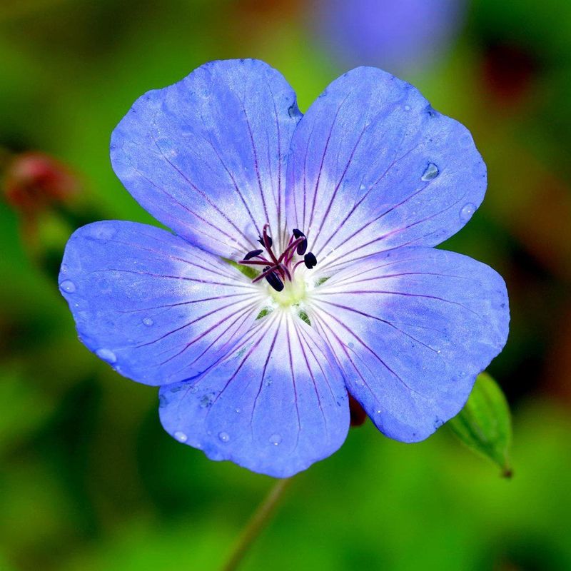 Johnson's Blue