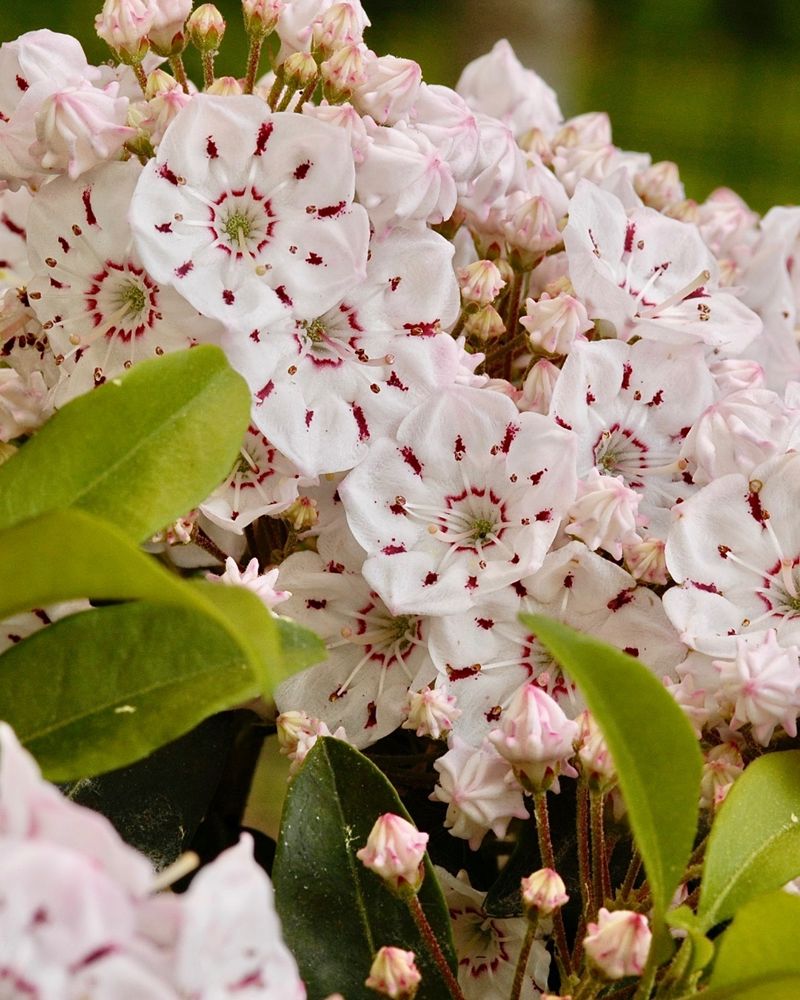 Mountain Laurel