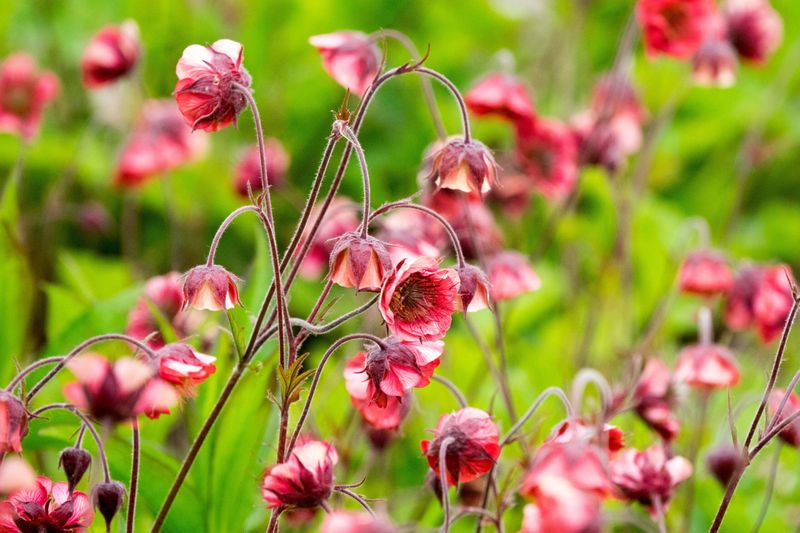 Plants Easily Toppled by Wind or Rain